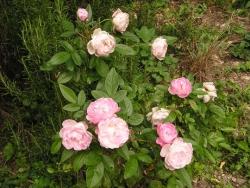 Rosa polyantha 'Pink Morsdag'