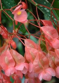 Fiore di Begonia corallina