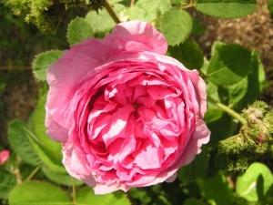 Rosa centifolia &#039;Chapeau de Napoleon&#039;