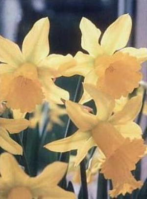 Narciso precoce &quot;January Gold&#039;