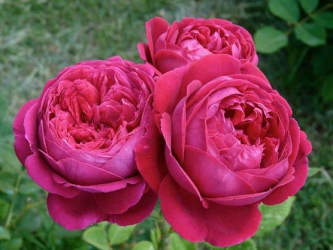 Rosa ‘Falstaff’: rosa inglese Austin profumata con bellissimo fiore in stile antico.