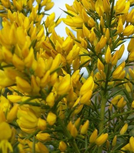 Ulex europaeus, bellissimi fiori gialli