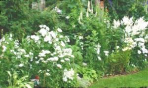 Giardino bianco, con fiori bianchi