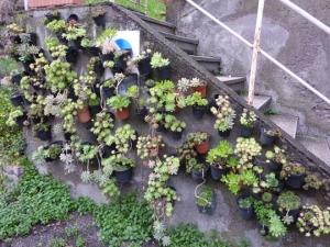 Giardino verticale di piante grasse