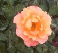 Avatar di Rosa Cubana