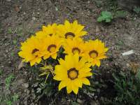 Avatar di istantanea